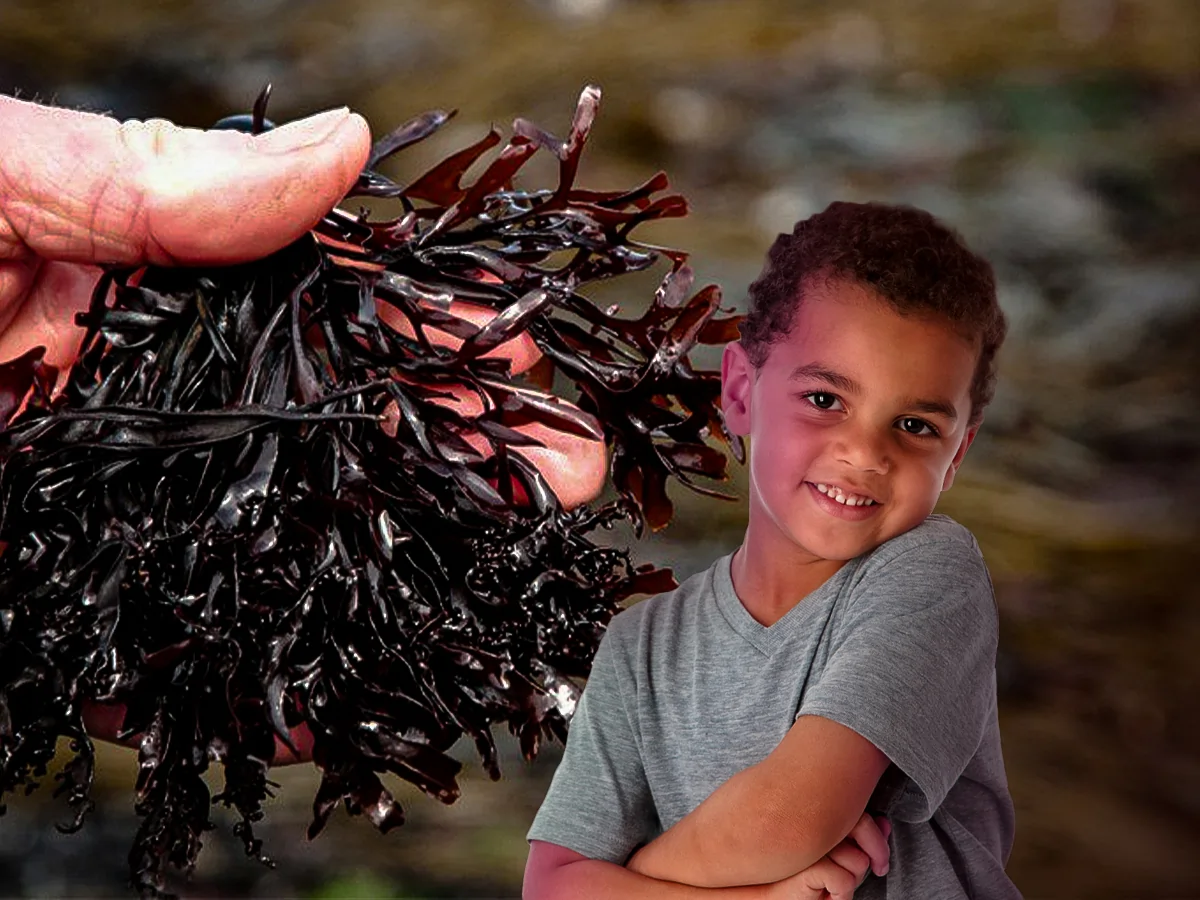 5 Health Benefits Of Sea Moss For Kids